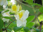 Rhododendron cultivars