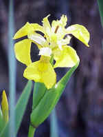 Iris 