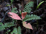 Fern and Fall Colors 