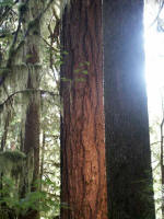 The western red cedar was the canoe cedar and the most important �tree of life� to the Northwest Coast Indians.