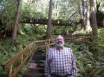 Joe ascends the stairs to see a Rain Forest Champion Tree, the world�s largest known Western Red-cedar. Back behind is an amazing aerial example of the nurse log phenomenon of the Sitka spruce forest, new life beginning out of the old.