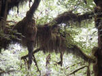 These "guests" draping from limbs derive support � not sustenance � from their host tree. Air plants or epiphytes instead absorb all they need from the air. Maple branches send adventitious roots into moisture-laden clumps of the true mosses and clubmosses to tap water and nutrients.