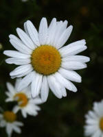 The oxeye daisy is a prolific seed producer; one healthy, robust plant produces up to 26,000 seeds. Imported into the USA from Europe as a contaminant in seed�and as an ornamental with a long-admired, beautiful flower�it quickly escaped cultivation and is considered a common pest.