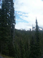 Rugged glaciers radiate from the summit and slopes of Mount Rainier, its Pacific maritime climate�changeable mountain weather, like our intermittent rain on June 28� characterized by rainy, mild winters & cool, dry summers.