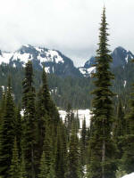 Mature forests with noble fir (Abies procera), Tannenbaum ("fir tree") of the Northwest. These tall, beloved Christmas trees could well be "Brian-Tannen�, the masculine name of Celtic origin, Brian (Bryan), meaning "strong, noble, high".