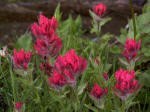 Magenta paintbrush (Castilleja parviflora), of five species of paintbrush in the Park�and one of the most showy�is endemic and plentiful throughout the Cascade Mountains from Mount Rainier south to the Three Sisters vicinity.