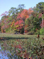 The city of Norfolk provided 75 acres of high, wooded ground & another 75 acres�155 acres of peninsula on the Little Creek Reservoir�to establish a city garden.